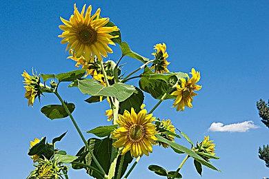 粉丝用虚幻5打造开放世界《超人》游戏